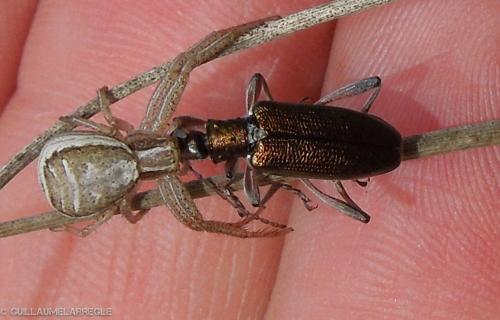 Donacia clavipes